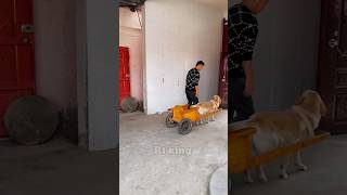 Daring Dog chauffeur 🐕New Viral Gadgets Smart Appliances Kitchen Utensils Home Inventions [upl. by Amlev393]