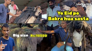 Bakra Mandi 2024  Bakrid 2024 sheeps  Bakra market Hyderabad [upl. by Toile]