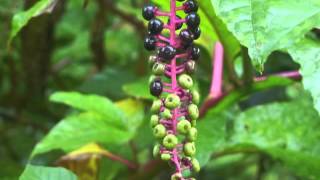 Plant portrait  Pokeweed Phytolacca americana [upl. by Notnroht]