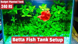 Betta Fish Tank  Planted Tank setup for Fighter fish  240 Rs Lowest Price Planted fish tank [upl. by Atinal272]