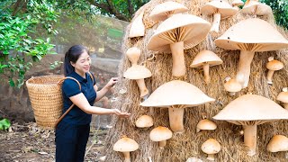 Harvest Straw Mushroom amp Goes To Market Sell  Harvesting And Cooking  Lý Song Ca [upl. by Elvia]