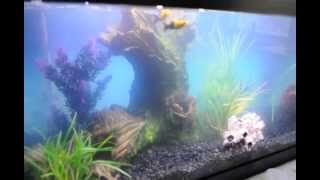 New Aquarium cycling 20gallon day 2 [upl. by Stagg916]