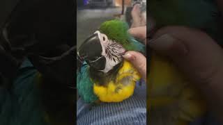 shasta birdlife birds parrot macawsworld macaw pets sweetie lovebirds scratches [upl. by Ewens]