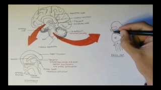 Brain Anatomy Overview  Lobes Diencephalon Brain Stem amp Limbic System [upl. by Pinette564]