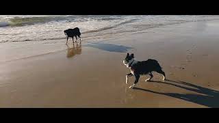 Milli and Munchkin the Border Collies Herding Waves [upl. by Malena]