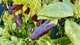 Remove Black Spotted Leaves For Aucuba Japonica quotGold Dust Plantquot amp Babies Update 4K  May 7 2024 [upl. by Adlihtam496]