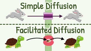 How Facilitated Diffusion Works [upl. by Honeywell565]