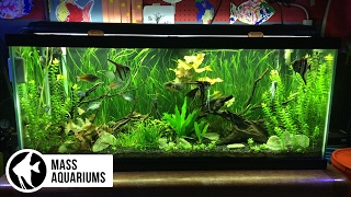 How to set up a FRESHWATER AQUARIUM Beginners guide to your 1st Fish Tank [upl. by Oneil553]