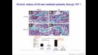 Clemens The Growth HormoneIGF1 Axis in Bone and Muscle [upl. by Lerner360]