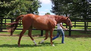 Goffs Land Rover Sale Kilmoney Cottage Stud Lot 51 [upl. by Corin]