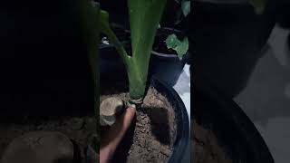 Dieffenbachia plant kise grow kare cutting kise lgayecare [upl. by Bat]