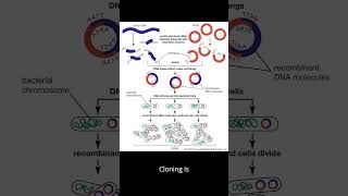 What is recombinant DNA technology [upl. by Aeret]