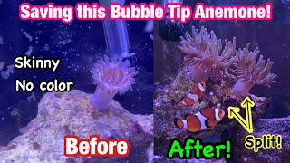 How I Saved and Revived my Bubble Tip Anemone Bubble Tip Anemone Care Guide [upl. by Olive439]