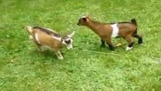 Adorable dwarf goat knocks over playmates [upl. by Uria]