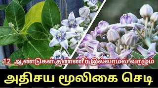 Erukkan Sedi Plant Health Benefits Tamil  Erukku Leaf for Knee Pain  Chedi  Calotropis Gigantea [upl. by Tani91]