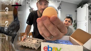 Hatching the TALLEST chickens on eBay  KEBONNIXS 12 Egg Incubator [upl. by Nowyt]