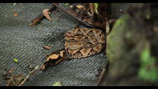 Juvenile FerdeLance at Manuel Antonio National park [upl. by Lidia]