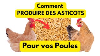 Comment Produire les Asticots pour Nourrir vos Poules Facilement à Brazzaville [upl. by Zahc]