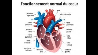 La circulation du sang dans les vaisseaux [upl. by Duky]