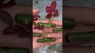 How to grow rose from cuttings best result of rose cutting growroses garden garden [upl. by Atrice]