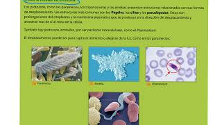 Reino Protoctista Protozoos y algas 1º ESO [upl. by Shepherd]