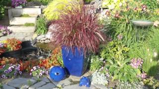 Pennisetum Fireworks [upl. by Zhang673]