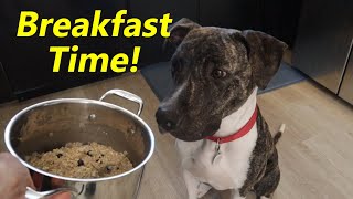 Breakfast For Dogs  OnePot Super Meal [upl. by Pas]