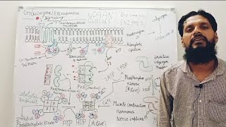 Enzyme Regulation Part4 b [upl. by Efeek]