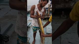 समुद्राच्या तळात जाळी लावून पकडली पिवळी वाम Deep sea VAM fishing vam boat fishing india [upl. by Funk]