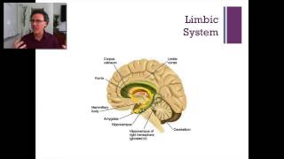 33 Lecture3 Sub cortical Regions Cerebellum Brain Stem  Limbic System amp Follow Up [upl. by Ofori]