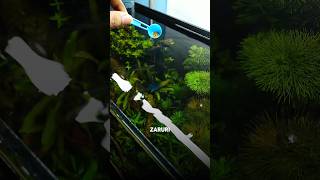 Beginners guide✅How to feed your🐟fish  planted aquarium  fishkeeping beginners [upl. by Annairda]