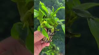 ANUBIAS NANA OUR BEST SELLING ANUBIAS AQUARIUM PLANT Potted [upl. by Uos30]