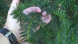 Identifying yew [upl. by Sylvanus]