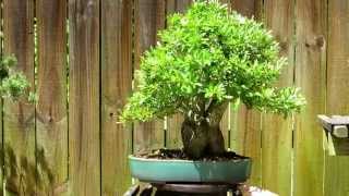 Pyracantha bonsai [upl. by Eustis792]