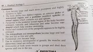 heteronereis classification habitat and comments zoology practical bsc1comments on heteronereos [upl. by Ambler321]