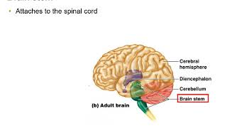 Diencephalon Brain Stem and Cerebellum [upl. by Harvard]