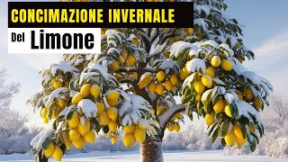 SI PUÒ CONCIMARE IL LIMONE IN INVERNO ECCO COSA NE PENSO E PERCHÈ [upl. by Ecile]