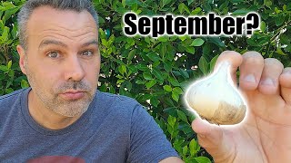 Where Should You Plant Garlic in September [upl. by Bunce]