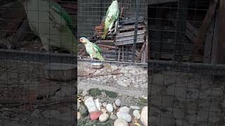 Raw parrot adult pair birds pinkparrot rawdiet ringneck parrot rawfood bird birdsounds porr [upl. by Ecirtemed]