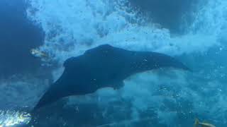 Blue The Manta Ray Jumping Out The Water From Tunnel View [upl. by Anayek]