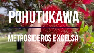 Pohutukawa Metrosideros excelsa New Zealand Christmas Tree Summer Flowering plant of the week [upl. by Eriha519]