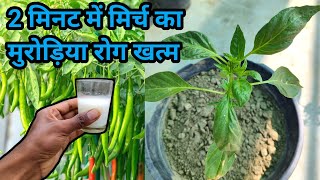 2 मिनट में मिर्च के पौधे का कीड़ा और मुरोड़िया leaf curl virus रोग बाहर निकालने का अचूक घरेलु उपाय [upl. by Ecyarg768]