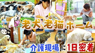 休む暇なし！老犬・老猫ホームの介護現場に１日密着。 [upl. by Normandy312]