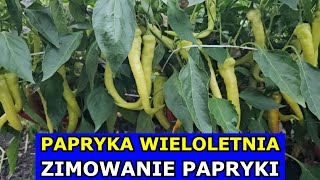 Wieloletnia Papryka  Zimowanie Papryki Szybsze Zbiory za Rok Kiedy i Gdzie Zimować Paprykę Uprawa [upl. by Eibrad804]