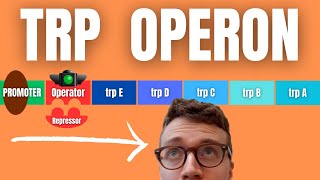 TRP OPERON EXPLAINED [upl. by Nameerf]