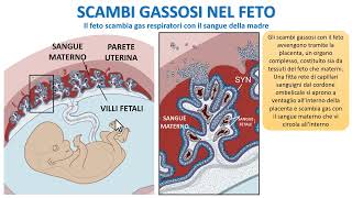 SCAMBI GASSOSI NEL FETO [upl. by Eidde904]