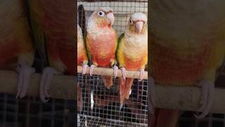 Watch till end for Price of Pineapple Conure  Kolkata Bird Market  Exotice Bird for sale conure [upl. by Sillig]