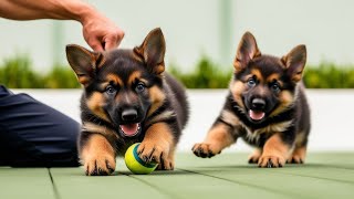 Ultimate German Shepherd Grooming Tips amp Tricksdoglovers puppy pets [upl. by Nager359]