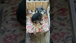 CHAIR 🪑 WITH CB amp CUSHION music cb chair cushion dog dogshorts shorts shortvideo [upl. by Siffre155]