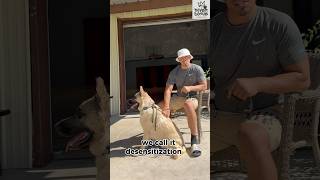 how to desensitize German shepherd germanshepherd dogtraining boarding [upl. by Tilden]